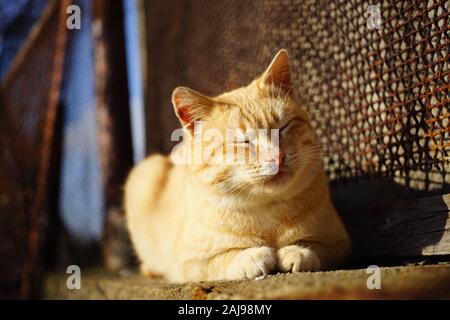 Orange mignon chat posant dans un jardin ensoleillé sur une pierre près d'une clôture rouillée, le pet se détend en plein air Banque D'Images