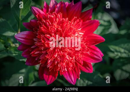 Plus gros plan d'une rouge 'Le fantôme' Dahlia fleur en plein soleil Banque D'Images