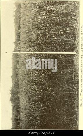 Les cultures fourragères pour la souillure, ensilage, foin et pâturage . er la quantité doit être utilisé,-de quarante à cinquante livres par jour. Thiscrop où peuvent être cultivées avec succès il est très utile, puisqu'il allonge la période de salissure par au moins twoweeks. Combinaisons de saison chaude en plus de telles combinaisons d'soilingcrops que l'avoine et les pois, l'avoine-vesce-et-et-seigle, pois, il y en a d'autres qui, parfois, au moins, bien qu'areadvantageous yetbeen expériences n'ont pas suffi à déterminer si dans toutes les cir-constances il est conseillé de les utiliser. Le leadingcrops qui peuvent être utilisés pour ces combinaisons sont:cor Banque D'Images