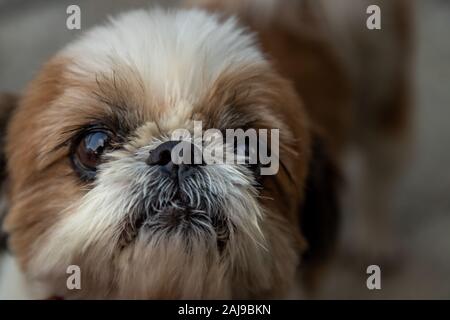 Close-up de belle femme Shih Tzu chien. Banque D'Images