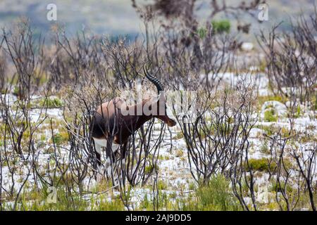 (Damaliscus pygargus) Bontebok nourriture dans la végétation fynbos, Cap de Bonne-Espérance, Afrique du Sud Banque D'Images