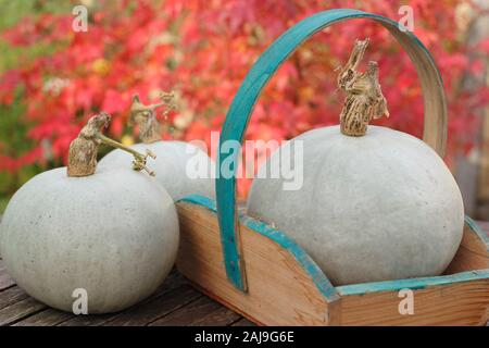 Cucurbita maxima 'Prince'. Home Grown fraîchement récolté le Prince squash dans un trug dans un jardin d'automne. UK Banque D'Images