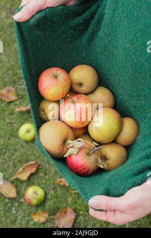 Malus. Manger des pommes fraîchement récoltées recueillies dans un pull femme en automne. UK Banque D'Images