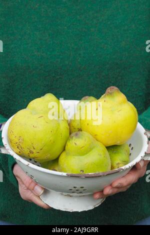 Cydonia oblonga 'Vranja'. Cognassier 'Vranja femme', un parfum, des fruits en forme de poire, dans une passoire. UK Banque D'Images