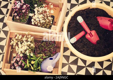 Outils de jardinage et de semis de fleurs de printemps pour les semis sur les parterres du jardin, patio ou terrasse. Concept de jardinage. Banque D'Images