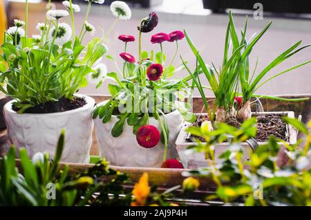 Les pots de fleurs pour un petit jardin, patio ou terrasse. Les semis de printemps de belles fleurs dans une boîte en bois. Concept de jardinage. Banque D'Images