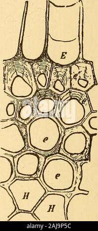 La pharmacognosie scientifique et appliquée destiné à l'usage des étudiants en pharmacie, comme un livre à la main pour les pharmaciens, et comme ouvrage de référence pour l'alimentation et des analystes et des pharmacologues . Banque D'Images