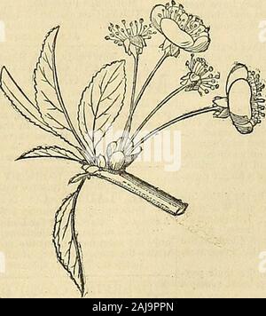 La Chronique des jardiniers et agricoles Gazette . Fig. XXXVIII.. Fig. Xg. Fig. XXXIX. dans laquelle les directions générales arearranged. Le principalkinds ces sont :-1. Le capitidiim floioerhead ., ou toutes les fleurs,quand aresessile platecalled sur un large un récipient, comme à ?la pâquerette (Bellis perennis).2. Le itmhel thepedicels, quand tous les émettre de l'fromone point, comme dans le Cherry(Fig. XL.) ; c'est ce calledcompoimd rayof, quand chacun l'ombelle est lui-même um-bellate FoolsParsley, comme dans la (iEtbusa Cynapium, fig. XXXIX). Le qnhe, quand theflowers sont sessiles le long d'un conunonpeduncle ou a.xis, comme dans Fjbgrass(pl Banque D'Images