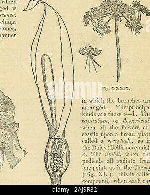 La Chronique des jardiniers et agricoles Gazette . Fig. CCXLn. Fig. XXXVII.. Fig. XXXVIII. Banque D'Images