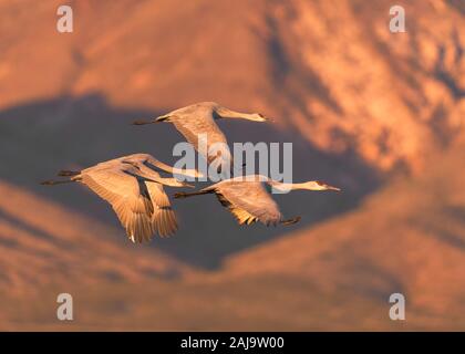 Quatre grues volent en formation dans l'ombre de la montagne à Bosque del Apache National Wildlife Refuge au Nouveau Mexique Banque D'Images