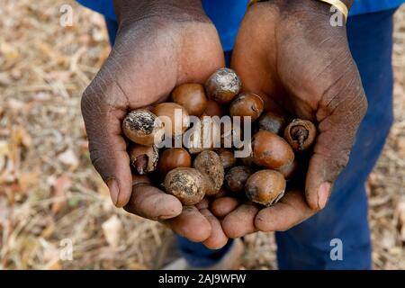 Man holding karité à Ouahigouya, Burkina Faso Banque D'Images