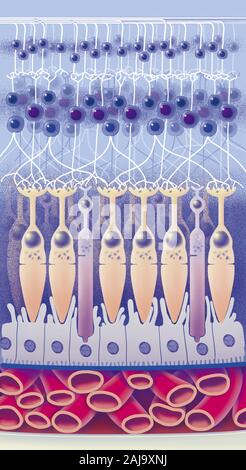 Rétine Banque D'Images