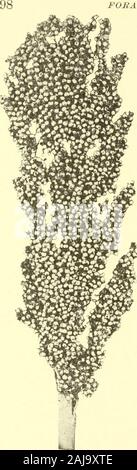 Les cultures fourragères pour la souillure, ensilage, foin et pâturage . annonces des kafirs corns est utile, ainsi que thefodder, mais il n'est pas le but de ce livre todiscuss la production céréalière. Formes de doura andkafir du maïs a été connue dans ce pays formany années, mais ce n'est que récemment qu'il havecome d'avoir une réelle importance agricole, duelargely à leur adaptation à l'eau chaude et d'dryregions le pays occidental. Maïs kafir est une précieuse plante pour hotcountries à sec, et aussi pour l'Est, puisque c'est un rapidgrower, produisant un grand nombre de de large, luxu-riant feuilles qui sont extrêmement agréable au goût Banque D'Images