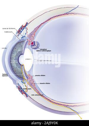 Schlemm canal, trabéculum, humeur aqueuse, des traitements. Section sagittale de l'œil avec, derrière la cornée, la chambre antérieure, l'iris et la crys Banque D'Images