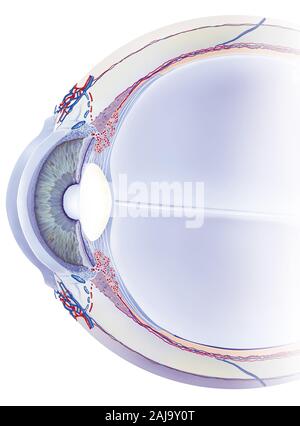 Canal de Schlemm détail oeil capture, trabéculum, humeur aqueuse. La Section de l'œil montre les principales structures antérieure de l'oeil avec, derrière la cornée, Banque D'Images