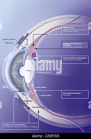 Schlemm canal, trabéculum, humeur aqueuse, des traitements. Section sagittale de l'œil avec, derrière la cornée, la chambre antérieure, l'iris et la crys Banque D'Images