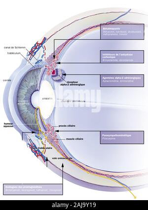 Schlemm canal, trabéculum, humeur aqueuse, des traitements. Section sagittale de l'œil avec, derrière la cornée, la chambre antérieure, l'iris et la crys Banque D'Images