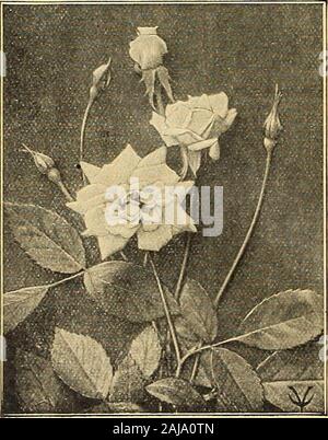 Vaughan's seed store . Dans ^.pots, chacun, 30c ; 3 pour 80c, douz. $3.00 (exp.). SPECIALOFFER n° 124 CÉCILE BRUNNER une plante chacune de huit variétés ci-dessus du Rodhatte omise),(24in pots, payé, pour 1,25 $US. so1ferlNo.124A le même dans 3^2 pouces, 3,00 $ US, par express. Nous areLeading andIntroducers manyNotable Nouveautés Producteurs de bébé dans le Rambler et Classes Polyantha.Leur everblooming caractère, leurs teintes brillantes, l'anddelicate-ment préfabriquées de l'BabyRamblers anddaintiness pour la litière de l'perfectlittle forbouquets bourgeons Polyantha, maintenir de plus en plus demandfor anever ces r Banque D'Images