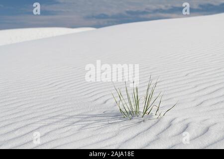 Plante herbacée dans le sable ondulations dans les dunes au White Sands National Monument près de Alamogordo, Nouveau Mexique Banque D'Images