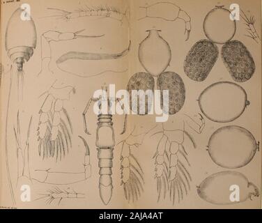 Notes sur certains crustacés marins rares et intéressantes . F.. Banque D'Images