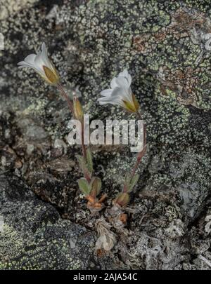Cerastium alpinum Céraiste vulgaire, Alpine, grandissant dans la toundra arctique, Abisko (Suède). Banque D'Images