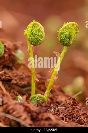 Lady fern Athyrium filix-femina, frondes, déployant au printemps. Banque D'Images