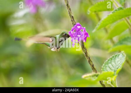 Raquette démarré-queue - Ocreatus underwoodii, belle spéciale à longue queue de hummingbird pentes andines de l'Amérique du Sud, l'Equateur, Quito. Banque D'Images