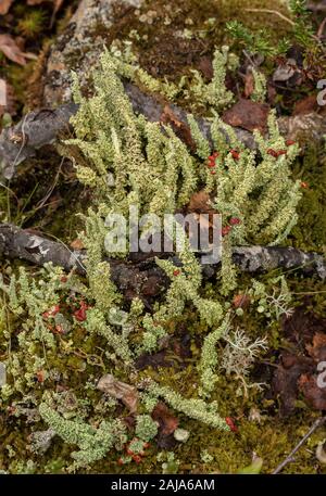 Une espèce de tasse-lichen, Cladonia bellidiflora, ou soldat de plomb, dans la toundra arctique. Banque D'Images