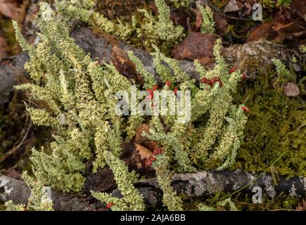 Une espèce de tasse-lichen, Cladonia bellidiflora, ou soldat de plomb, dans la toundra arctique. Banque D'Images