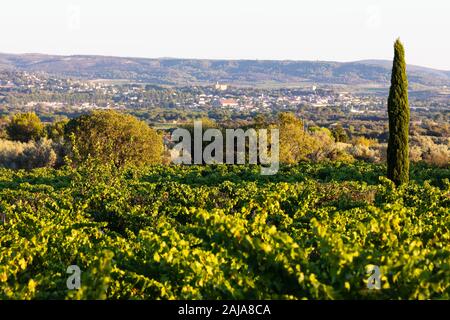 Vignes près de Chateauneuf-du-Pape, la Provence, la France, l'un des meilleur vin appellation dans le monde Banque D'Images