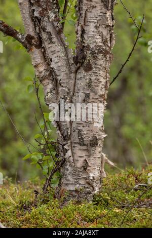 Et l'écorce du tronc de base d'arctic bouleau pubescent (Betula pubescens ssp czerepanovii, en arctique en Suède. Banque D'Images
