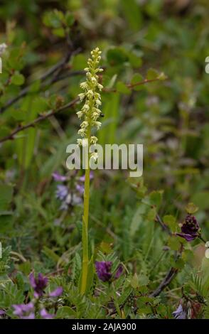 Petite Orchidée blanche, Pseudorchis albida, poussant dans les pâturages de montagne. Banque D'Images