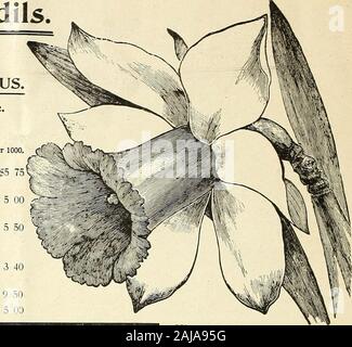 Spéciales d'importation du Vaughan . Les prix de l'ampoule, un fait bien connu que de ce lateyears atendency Narcisse a. illustré à venir et especiallyso aveugle lorsqu'il est cultivé à partir de petites ampoules. En plaçant nos contrats avec Frenchgrowers nous prenons soin d'assurer que les ampoules thelargest ne peuvent être obtenus et le grade de ces qui nous offerunder le nom de marque Star est la plus grande bourse d'être avait en France,et nous sommes seulement en mesure d'obtenir l'eachyear un nombre limité d'entre eux. Ourexperience a été qu'ils sont wellworth la différence de prix plus thesmaller grade. Cependant, le qualitywhich nous proposons sous la rubrique ofF Banque D'Images