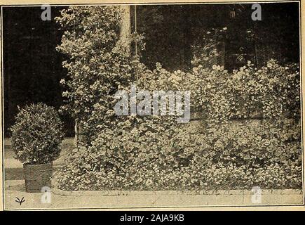 Vaughan's seed store . rney. Une splendide, nain, semi-doubles rose.Mme. F. Perkins. Rose Double.S. A. Nutt. Meilleur dark crimson-buttage écarlate. Des prix au-dessus de Ja^lSc I P- Chaque 20c-leavetL Variegated Mme. Salleroi. Feuilles vert et blanc.splendide pour frontières Chaque, 15c Ivy-Leaved, beauté de Jersey. Rose Double.Jeanne d'Arc. GeraniumQuedlinburger Ivy blanc double seulement. Grande chambre double fleurs pourpre.L Etincelant. Rouge lumineux, double. Souv. de Chas. Turner. Rose rose, double. OriotVictor »« Von Shirley. Fleurs semi-doubles, scarletin rougeoyant riches fermes de grande taille ; libre bloomer. J Ea gc Prix des ci-dessus Banque D'Images