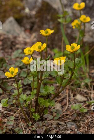 Snow buttercup, Ranunculus nivalis, en fleurs en haute fonte de la neige, Abisko, arctique en Suède. Banque D'Images