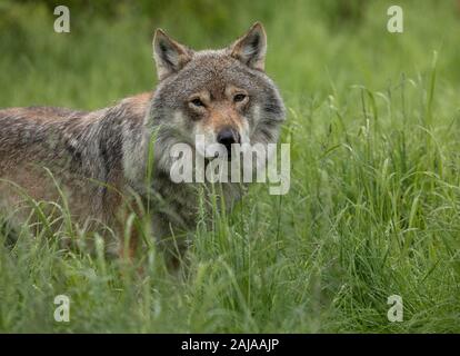 Eurasienne mâle loup, Canis lupus lupus, dans sa grande forme scandinave, en bois de bouleau, la Norvège. Banque D'Images