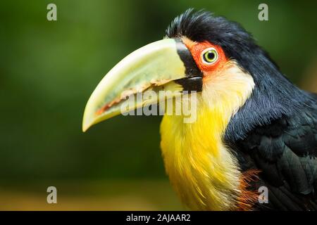 Close up of green exotiques oiseau toucan à dans cadre naturel près d'Iguazu, Foz do Iguaçu, Brésil. Banque D'Images