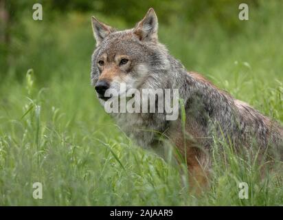 Eurasienne mâle loup, Canis lupus lupus, dans sa grande forme scandinave, en bois de bouleau, la Norvège. Banque D'Images