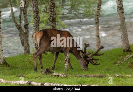 Red Deer, Cervus elaphus, stag avec bois en velours. Banque D'Images