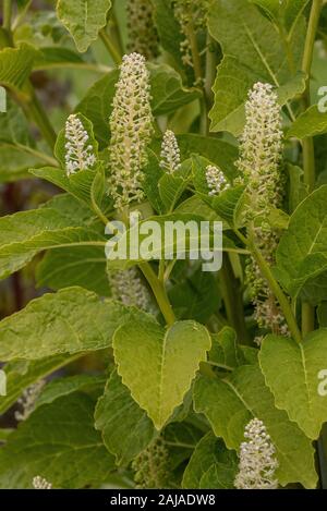 Phytolacca acinosa Poke, indiennes, en fleurs. Plantes médicinales et toxiques. Banque D'Images