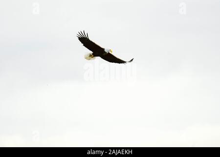 Vue depuis le dessous d'un aigle royal qui traverse le ciel Banque D'Images