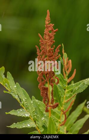 Fougère royale Osmunda regalis, avec des frondes fertiles Banque D'Images