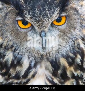 Chouette eurasienne, ou grand-duc. Bubo bubo. C'est un captif et apprivoiser l'exemple et entraînés à voler dans un spectacle d'oiseaux de proie en Monasterio de Piedr Banque D'Images