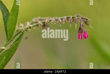 Symphytum officinale Consoude, commun, en fleurs. Banque D'Images