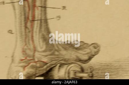 Gravures des artères : illustrant le deuxième volume de l'anatomie du corps humain, par J Bell ; et pour servir d'introduction à la chirurgie des artères . pudic également la direction générale. 6. L'ARTÈRE Pudic externe. 7. La Profunda. 8. L'artère circonflexe interne. 9. La Profunda, instance profondément dans la chair de la cuisse avant qu'il dégage les succursales ing-perforat.Les branches de la Profunda sont vus dans l'en-terstices et du grand droit de l'externus vastus. 10. L'artère fémorale, où il se situe entre le muscle vastus et triceps, beforeit perfore le triceps. 11, 12, 13 Banque D'Images