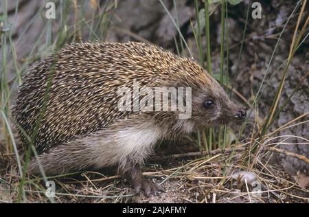 Nördlicher Weißbrustigel Nord-Weißbrustigel Weissbrustigel,,,-Weißbrust Weissbrust-Igel Osteuropäischer, Igel, Ostigel Ost-Igel Igel,,, Erinaceus roum Banque D'Images