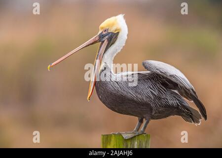 Un pélican brun (Pelecanus occidentalis) se dresse sur un pieux et commence à s'étirer de Metairie, en Louisiane. Banque D'Images