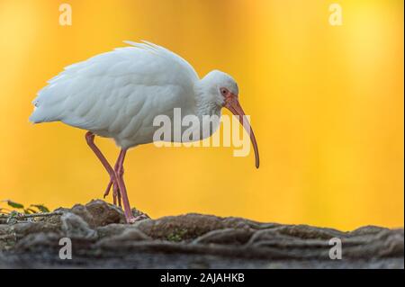 Un Ibis blanc (Eudocimus albus) promenades le long du bord d'un étang rempli de la lumière réfléchie du soleil couchant à la Nouvelle Orléans, Louisiane. Banque D'Images