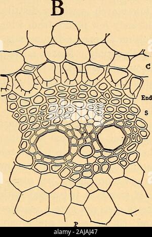 La pharmacognosie scientifique et appliquée destiné à l'usage des étudiants en pharmacie, comme un livre à la main pour les pharmaciens, et comme ouvrage de référence pour l'alimentation et des analystes et des pharmacologues . Banque D'Images