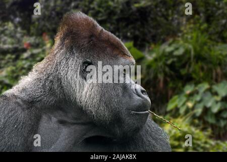 Gorille de plaine de l'ouest (Gorilla gorilla gorilla) close-up of male silverback à mâcher sur twig Banque D'Images